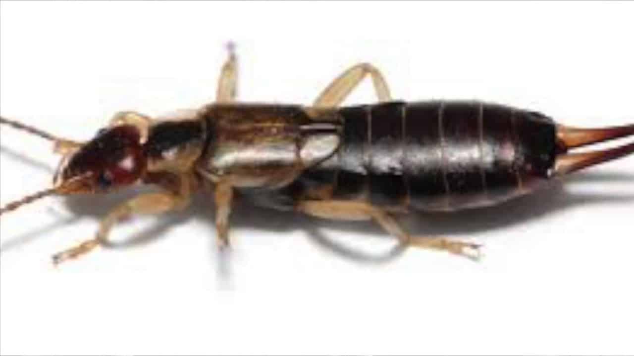 Bugsy S April Blog Earwigs And Carpenter Ants Bugsys Pest Solutions   April Blog 