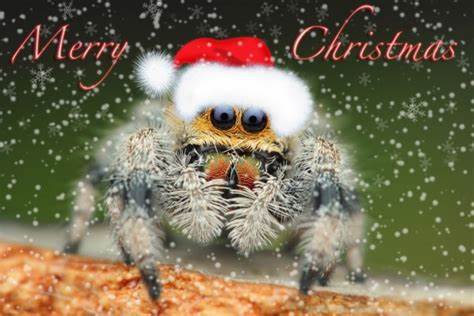 Merry Christmas from Bugsy's Pest Solutions - Bugsys Pest Solutions